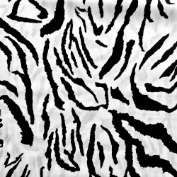 Zebra blanca